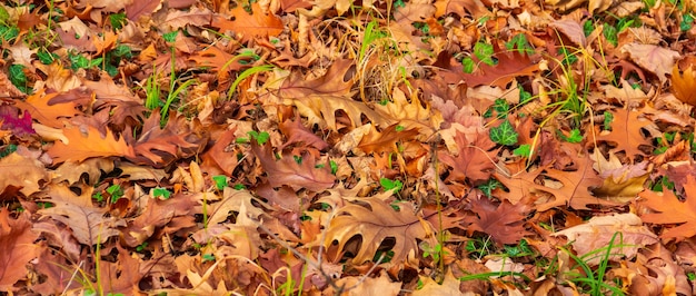 Hintergrund der braunen trockenen herbstgefallenen Bergahornblätter