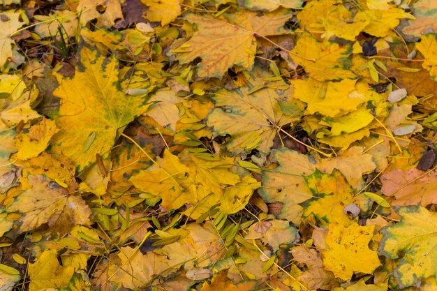 Hintergrund der bunten Herbstblätter