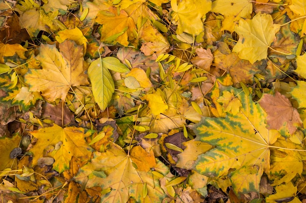 Hintergrund der bunten Herbstblätter