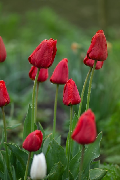 Foto hintergrund der bunten roten frischen tulpen rote tulpen im garten