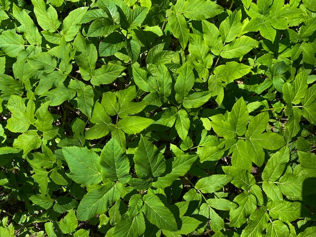 Hintergrund der Corchorus-Strauchnahaufnahme Sprossen eines jungen Jute-Buschs