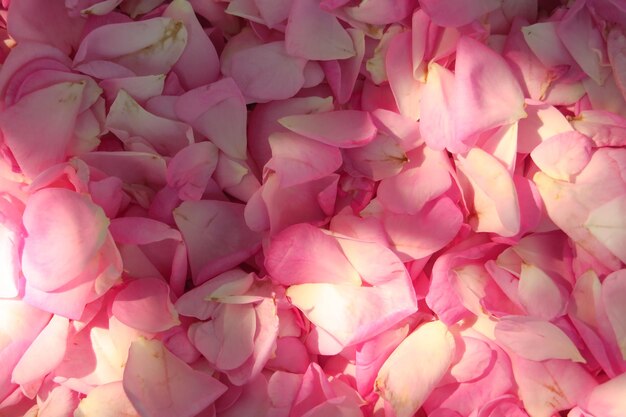 Hintergrund der Draufsicht der rosafarbenen Teerosenblumenblätter