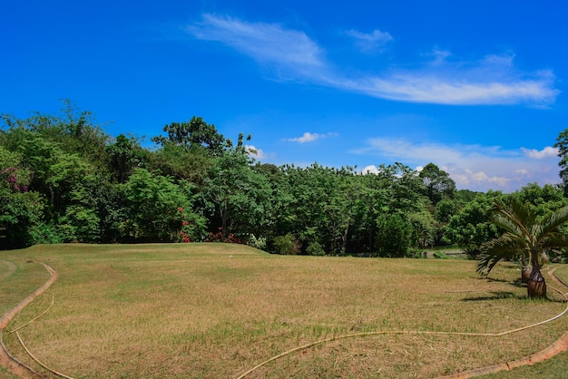 Hintergrund der frischen Wiesenlandschaft