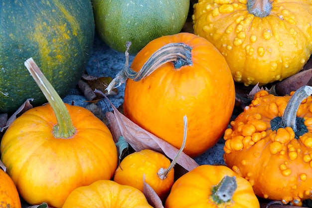 Hintergrund der geernteten Kürbisernte, die sich auf Halloween vorbereitet. Ländlicher Hintergrund