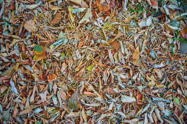 Hintergrund der gefallenen Herbstblätter