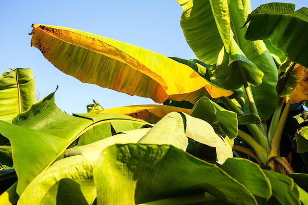 Hintergrund der gelben Bananenblätter und des Sonnenmorgens