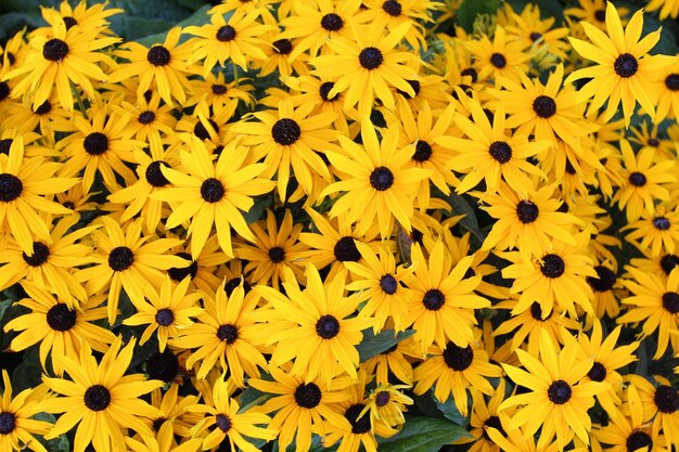 Hintergrund der gelben Blüten Rudbeckia