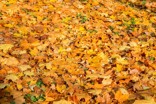 Hintergrund der gelben Herbstblätter auf dem Boden