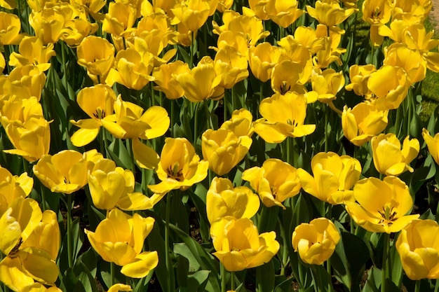 Hintergrund der gelben Tulpe