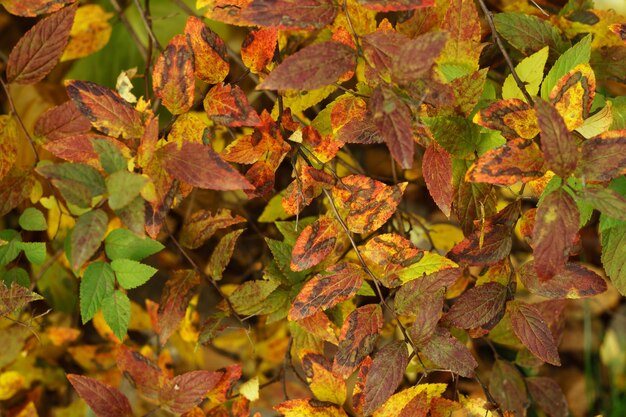 Foto hintergrund der gelben und orangefarbenen herbstblätter