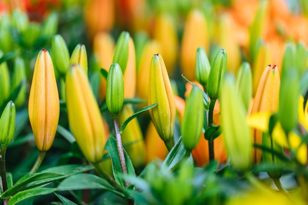 Hintergrund der geschlossenen Tulpen