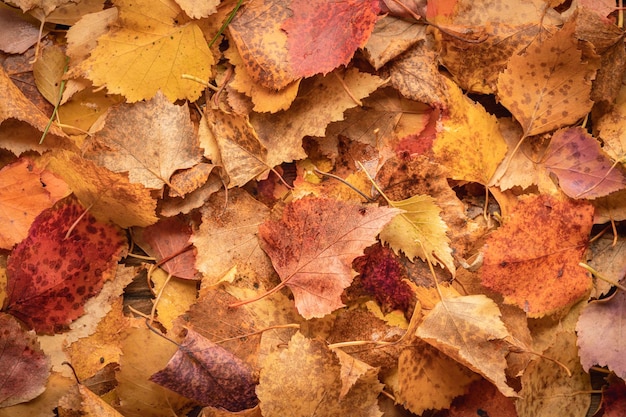 Hintergrund der goldenen und roten Birkenblätter Draufsicht Nahaufnahme Herbst Hintergrund