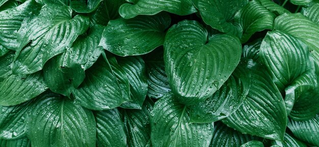 Hintergrund der grünen Blätter einer Lilienblume. Die Textur nasser Blätter im Regen.