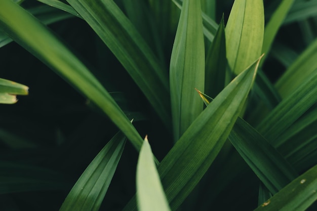 Hintergrund der grünen Blätter