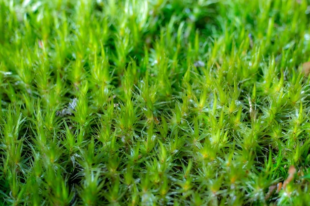 Hintergrund der grünen Waldmoosnahaufnahme