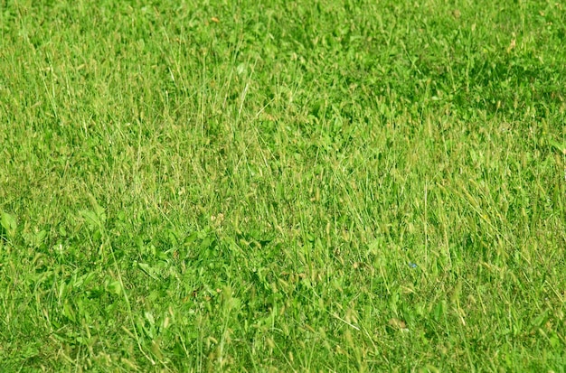 Hintergrund der grünen Wiese