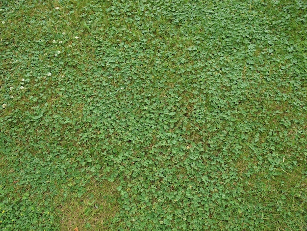 Hintergrund der grünen Wiese