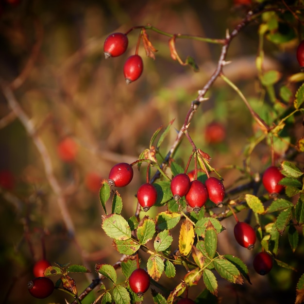 Hintergrund der Hagebuttenbeeren