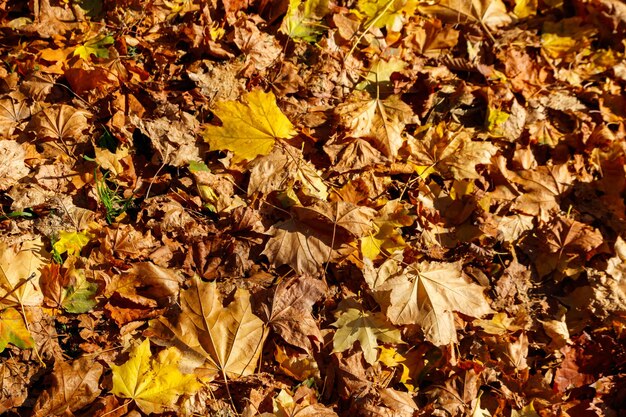 Hintergrund der Herbstahornblätter