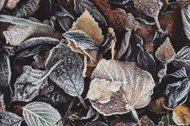Hintergrund der Herbstblätter mit Frost bedeckt