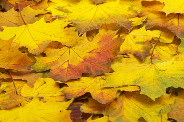 Hintergrund der Herbstorangenblätter