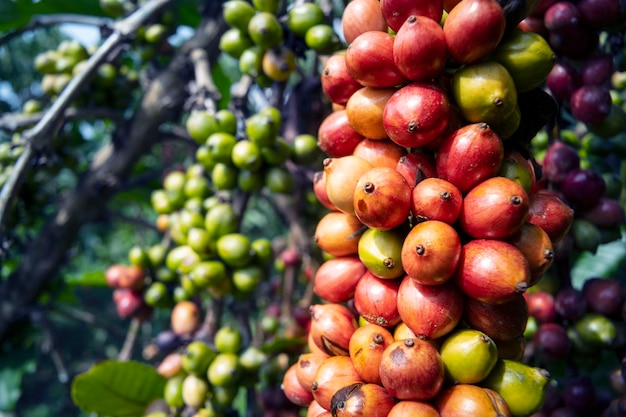 Hintergrund der Kaffeefarm