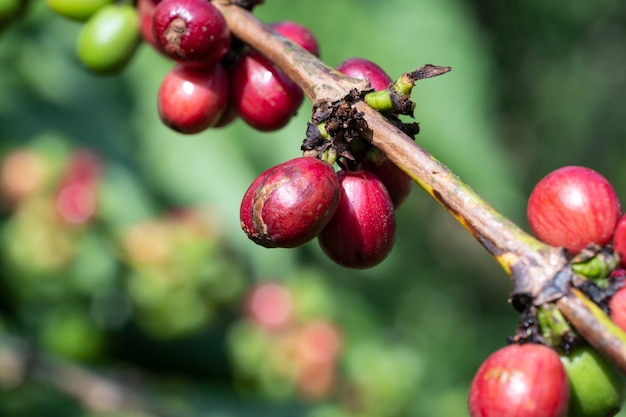 Hintergrund der Kaffeefarm