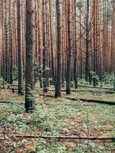 Hintergrund der Kiefernwaldlandschaft Kiefernstämme im Waldsommertag