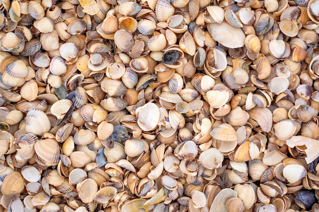 Hintergrund der kleinen Muscheln in Skane, Schweden