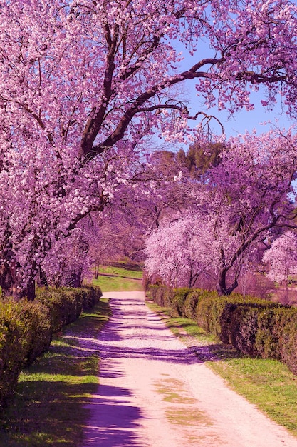 Hintergrund der Landschaft mit Mandelblüte