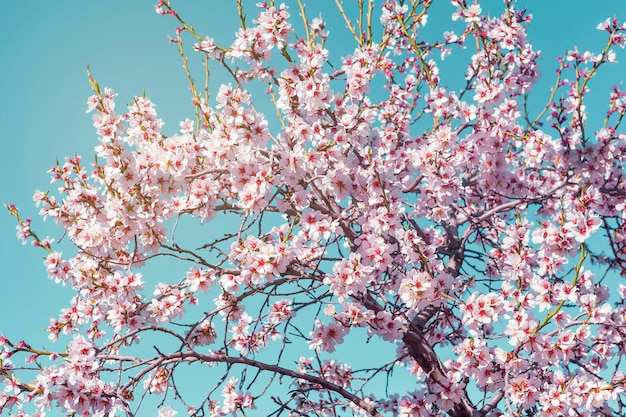 Foto hintergrund der landschaft mit mandelblüte