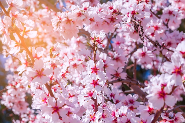 Foto hintergrund der landschaft mit mandelblüte