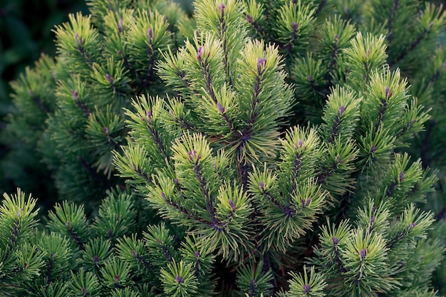 Hintergrund der Latschenkiefer (Pinus mugo). Nahaufnahme der europäischen Elfenkiefer