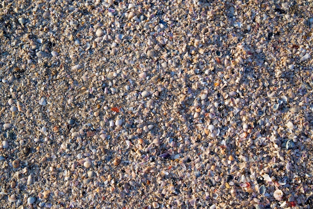 Hintergrund der Muscheln auf dem Sand in Rimini