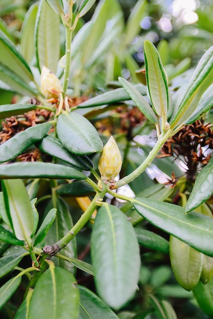 Hintergrund der natürlichen grünen Blätter. Exotische Pflanzen im Frühlingspark.