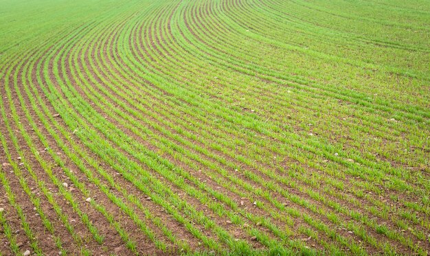 Hintergrund der natürlichen Umwelt, der für Konzepte im Zusammenhang mit Land und Landwirtschaft nützlich ist. Ackerlanddetail mit wachsendem Anbau.