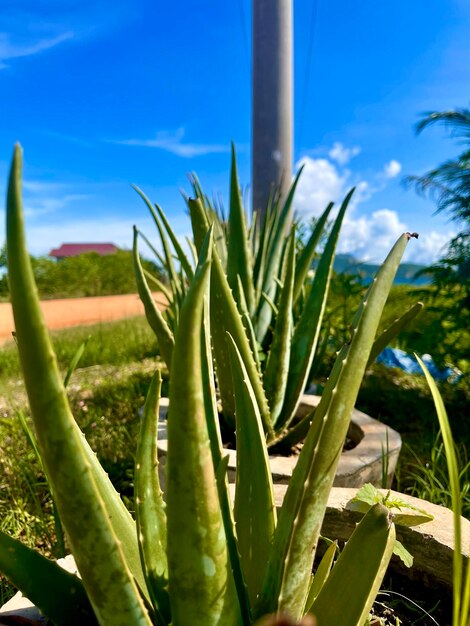 Foto hintergrund der natur aloe vera