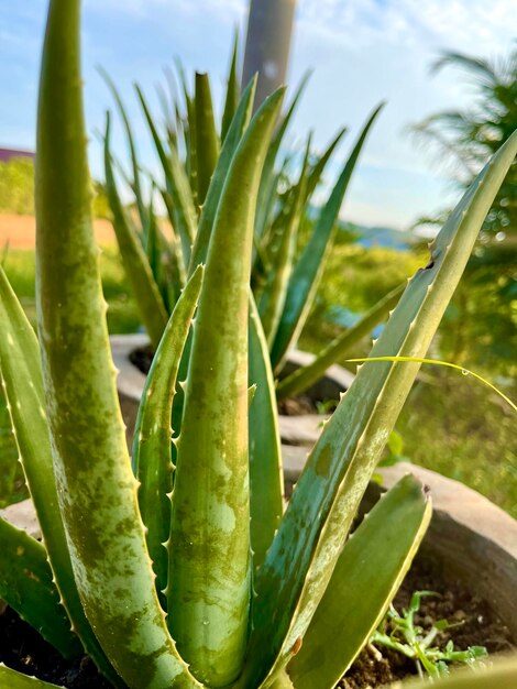 Foto hintergrund der natur