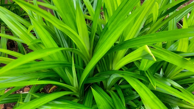 Hintergrund der Pandan-Blattpflanze riecht gut und kann als natürliche Lebensmittelfarbe verwendet werden 06