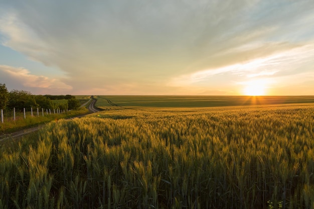 Hintergrund der reifen ähren des weizenfeldes und des sonnenlichts selektiver fokus der feldfrüchte