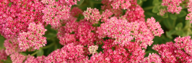 Hintergrund der rosa blühenden Blumen. Sedum Telephium. Banner