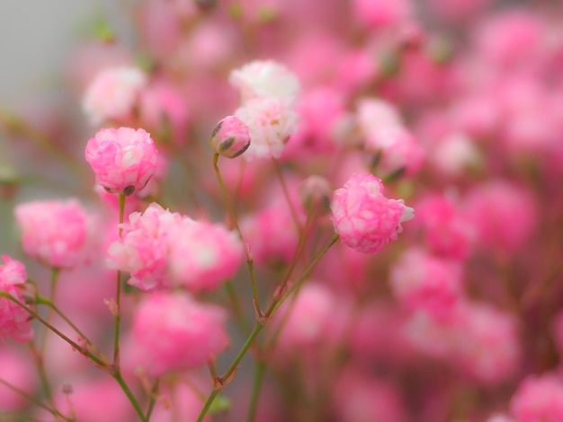 Hintergrund der rosa Blume Weichzeichnung