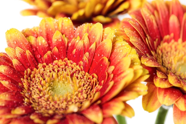 Hintergrund der roten und gelben Farben der Blumen Gerbera mit Tautropfen