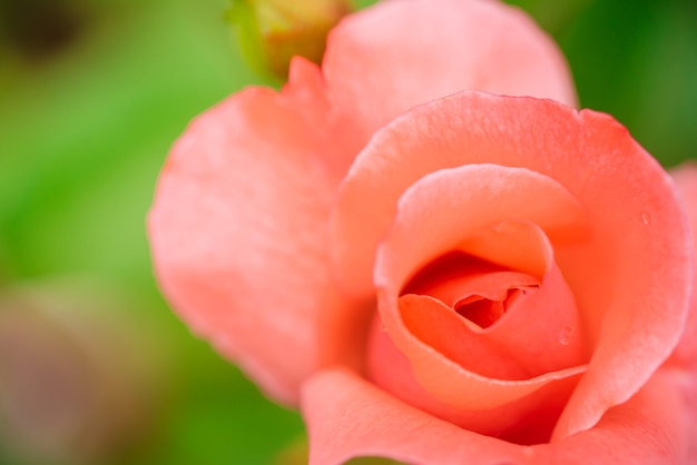 Foto hintergrund der schönen rosa rose in einem garten hautnah