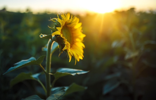 Hintergrund der schönen Sonnenblumen Garten Bereich der blühenden Sonnenblumen auf einem Hintergrund-Sonnenuntergang