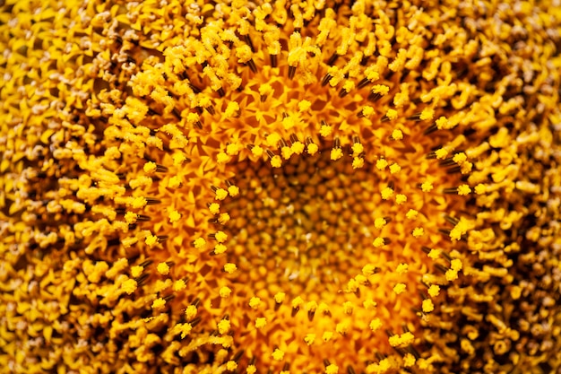 Foto hintergrund der sonnenblume pollen nahaufnahme.