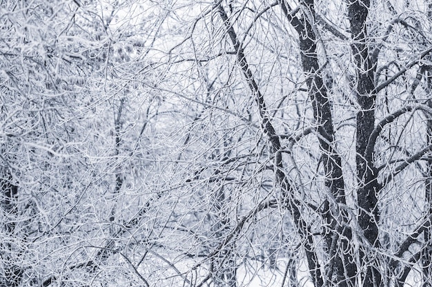 Hintergrund der Äste mit Frost bedeckt Landschaft der Natur mit weißem Schnee Winterurlaub-Konzept