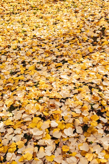 Hintergrund der trockenen Herbstblätter