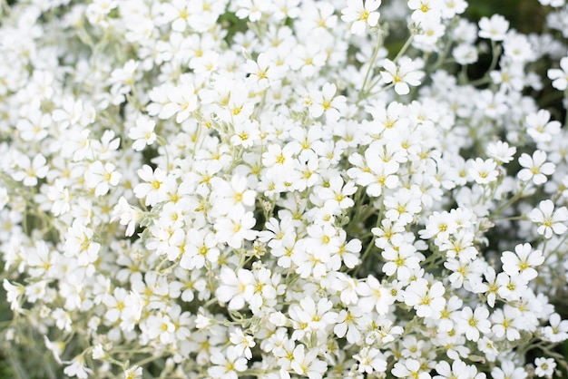 Hintergrund der weißen Jaskolka Cerastium Blumen im Sommergarten. Schnelle Blüte von Bodendeckerblumen