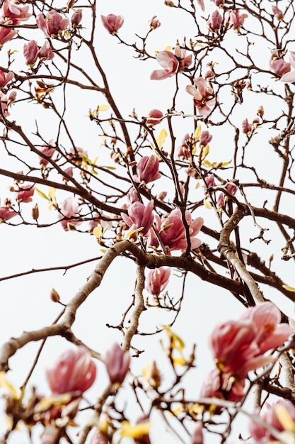 Hintergrund des Baumes mit blühenden Blumen während des Frühlings mit einem hellen Himmel